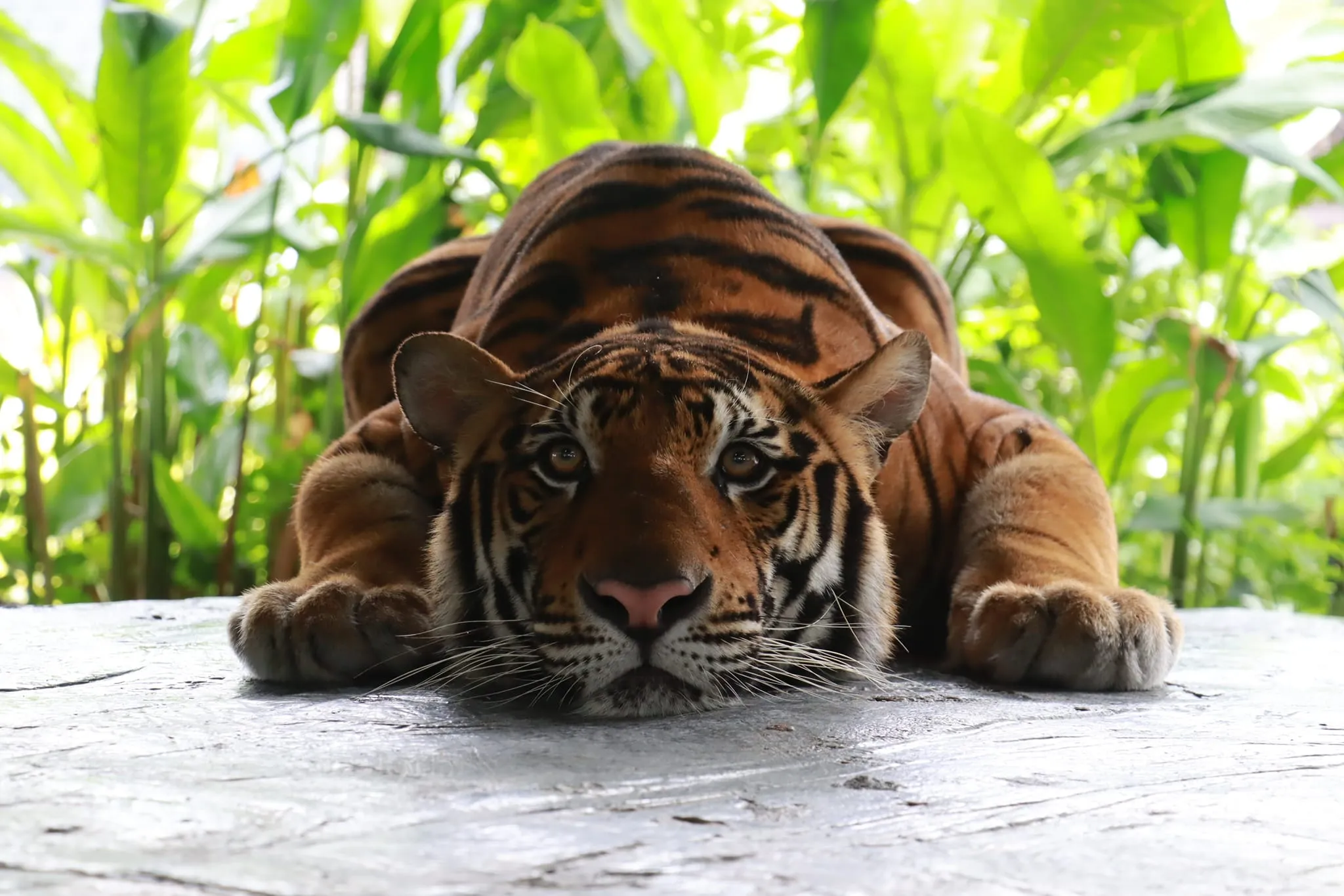 Sriayuthaya Lion Park