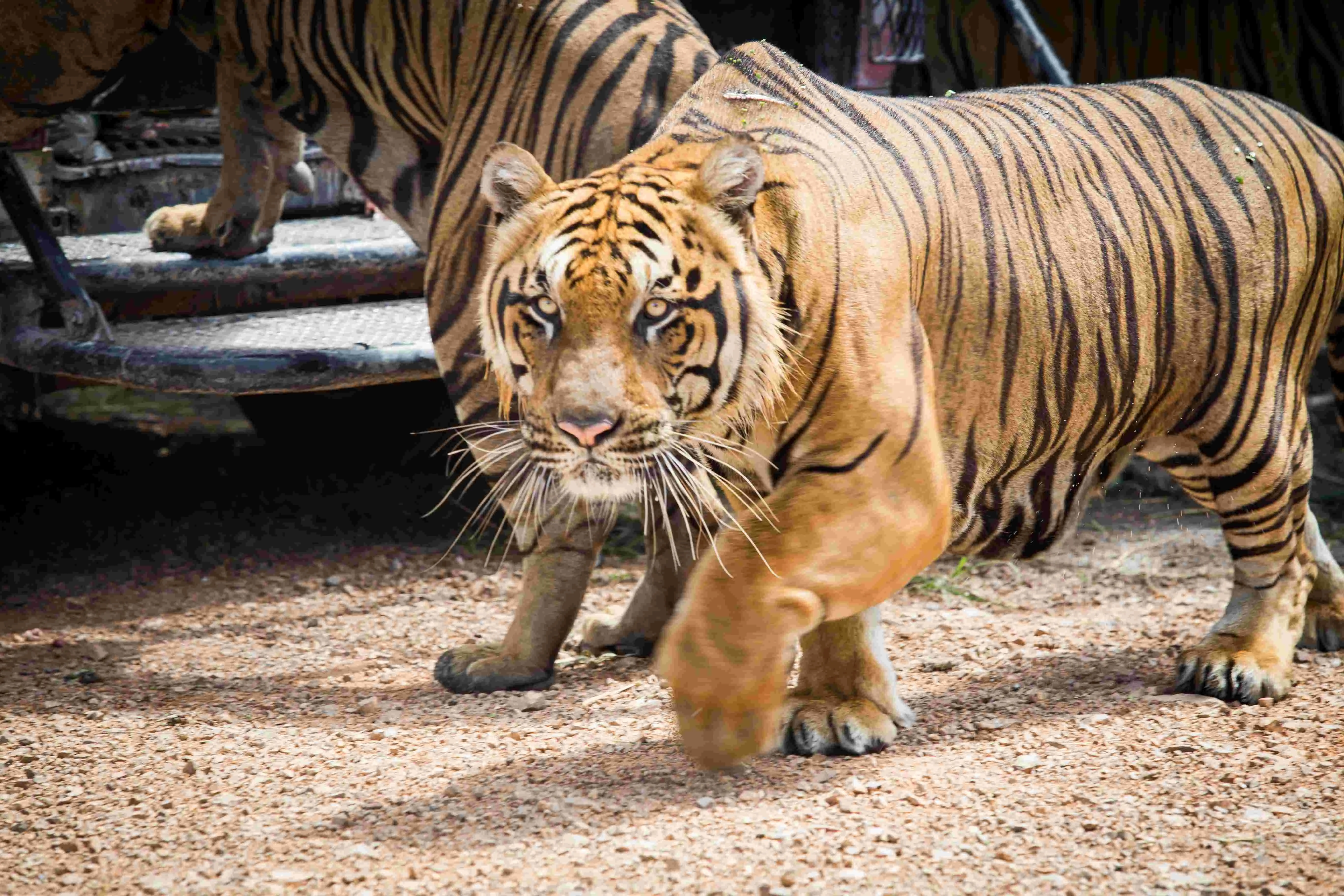 Bangkok Safari World - Safari Park & Marine Park Adventure